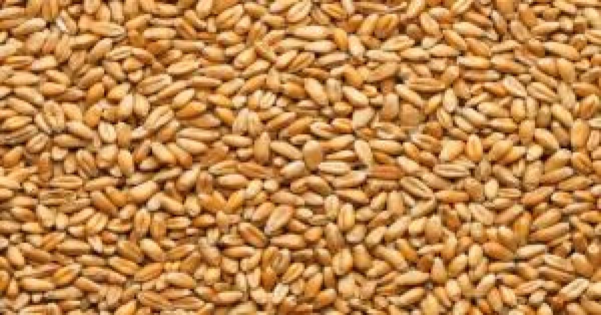 Wheat mandi prices today
